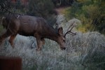 Zion NP Mule Deer