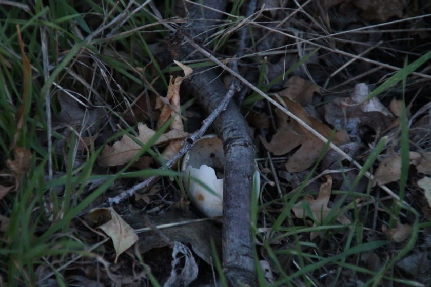 Zion NP Mystery Egg