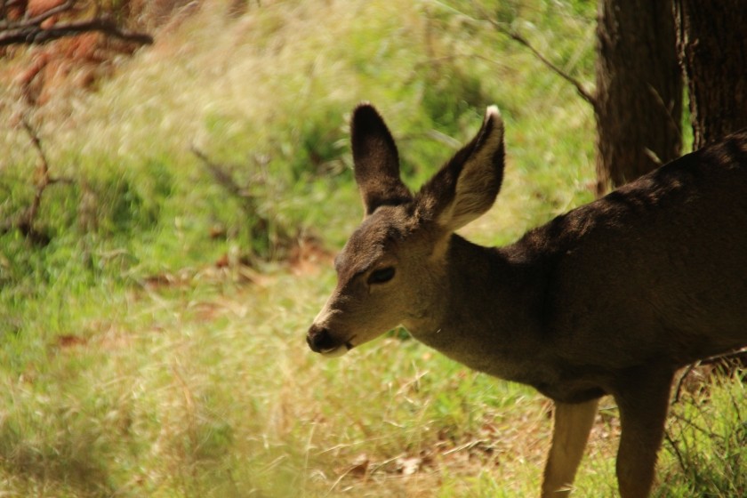 Zion NP Young Mule Deer