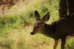Zion NP Young Mule Deer
