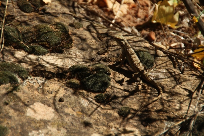 Zion NP Common Sagebrush Lizard