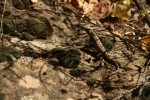 Zion NP Common Sagebrush Lizard