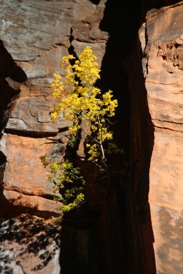 Zion NP Cliff Maple