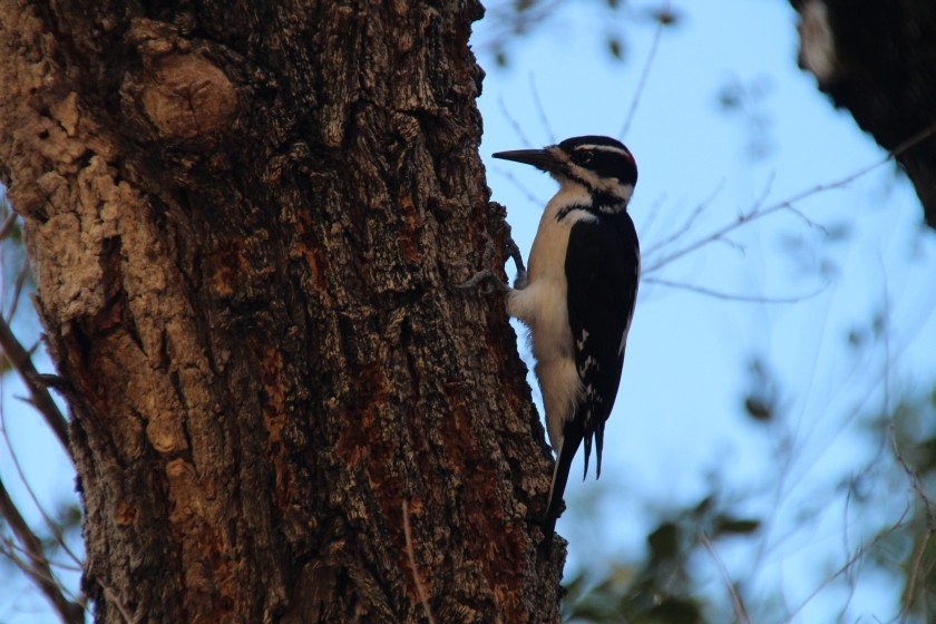 Zion NP Hairy Woodpecker