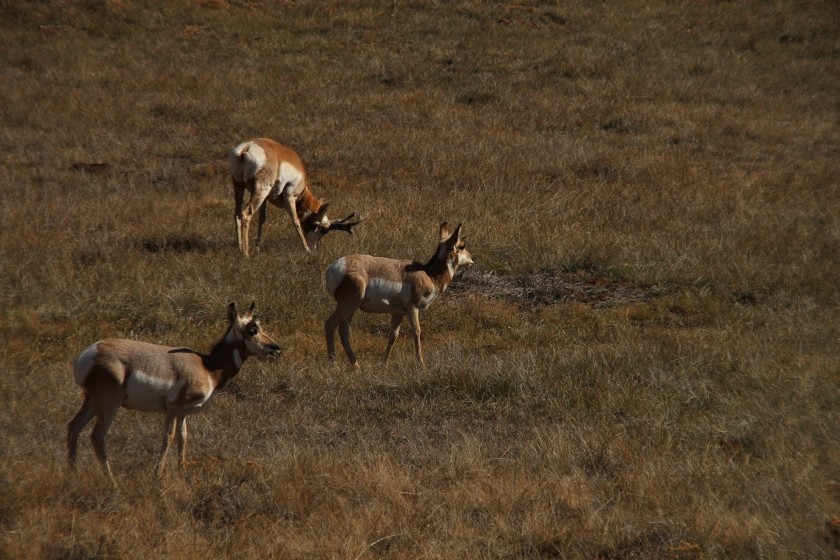 Bryce Canyon NP Pronghorn