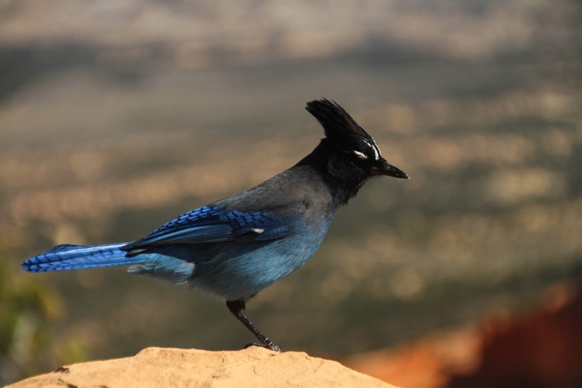 Bryce Canyon NP Steller's Jay