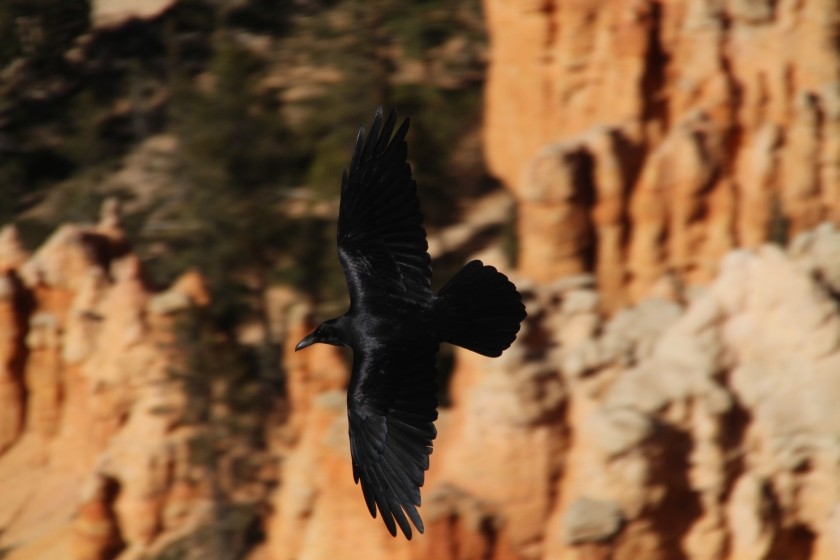 Bryce Canyon NP Raven