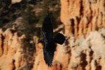 Bryce Canyon NP Raven