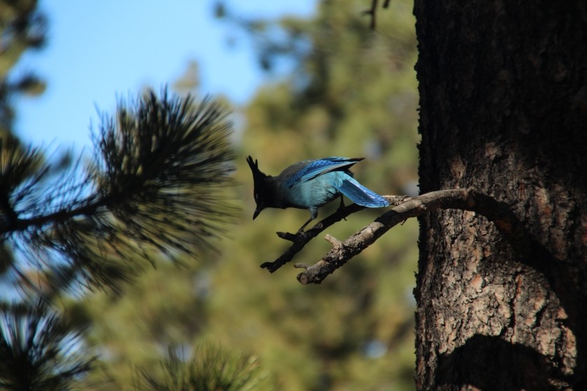 Bryce Canyon NP Stellar's Jay