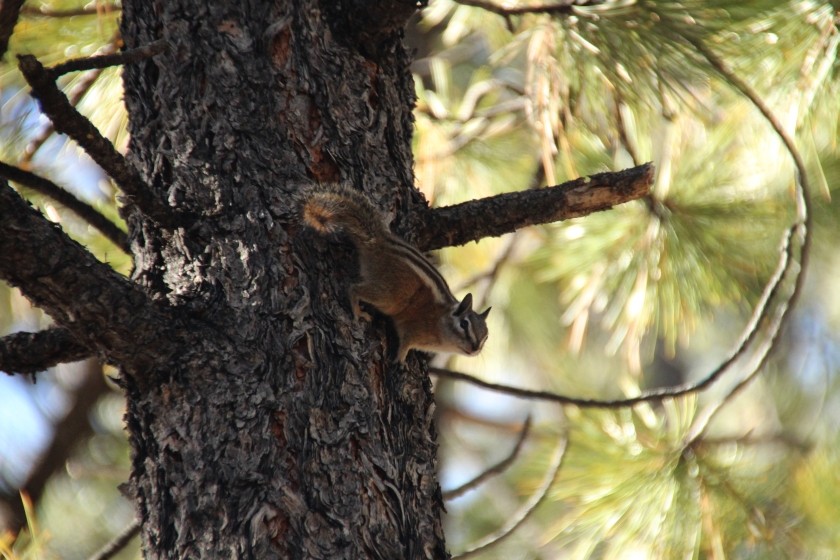 Bryce Canyon NP Chipmunk