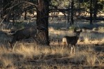 Bryce Canyon NP Mule Deer