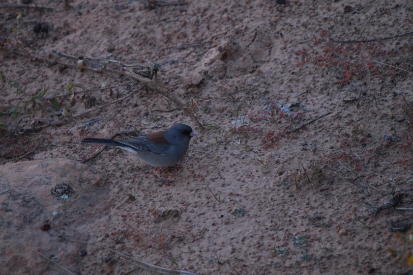 Zion NP Gray Headed Dark Eyed Junco