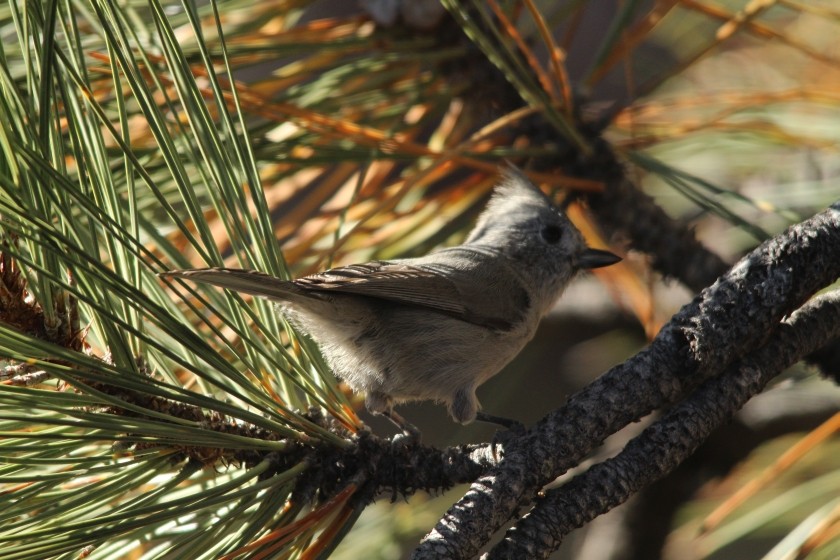 Zion NP Juniper Titmouse