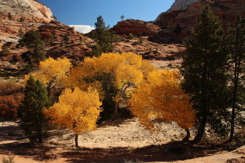 Zion NP Fall Colors