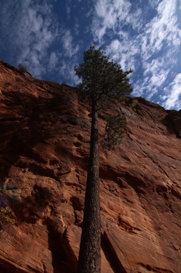 Zion NP 