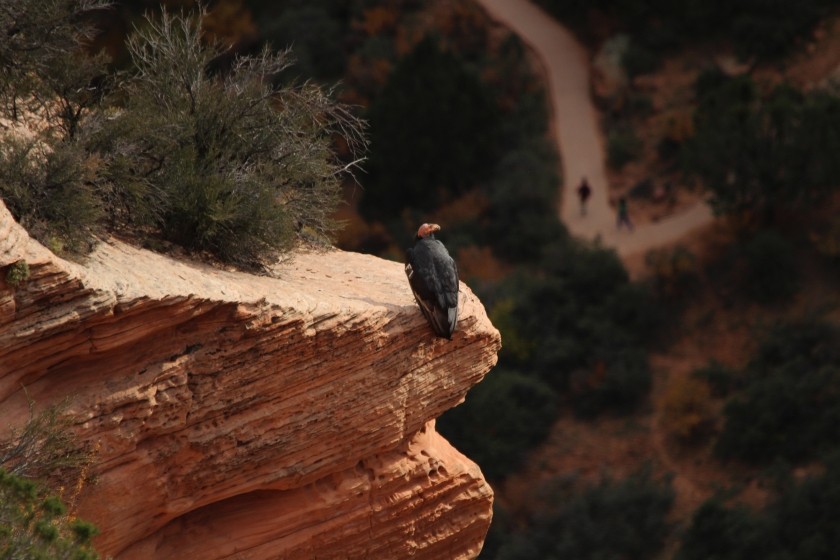 Zion NP 