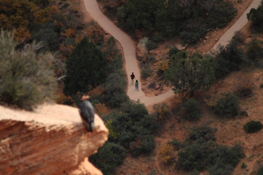 Zion NP 