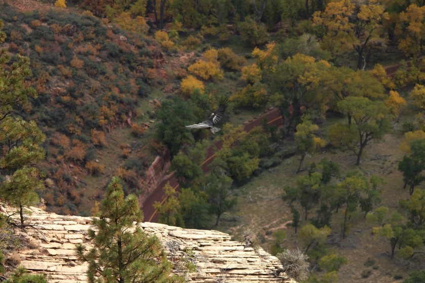 Zion NP 