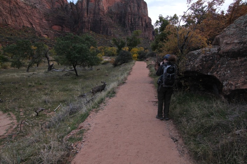 Zion NP 