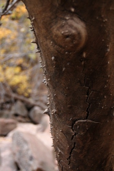 Zion NP 