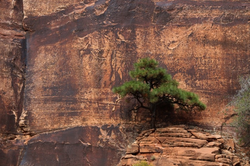 Zion NP 